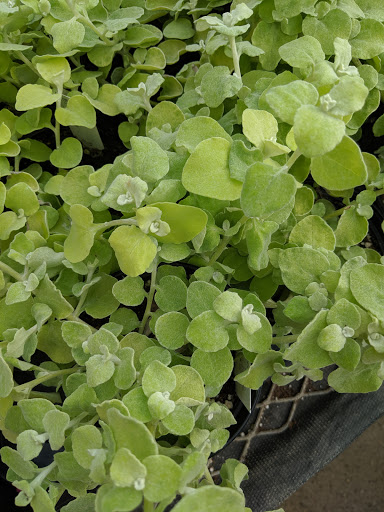 Florist «Fort Thomas Florists & Ghses.», reviews and photos, 63 S Grand Ave, Fort Thomas, KY 41075, USA