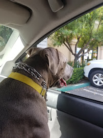 Alicia Pet Care Center - Photo 6 - Car repair in Mission Viejo, CA, Mission Viejo