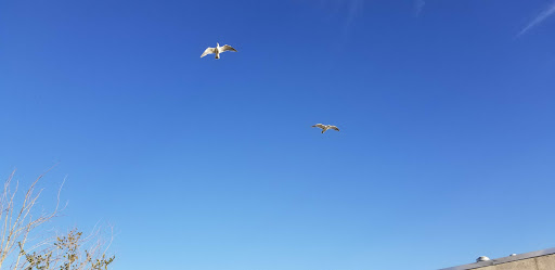 Yacht Club «Everett Yacht Club», reviews and photos, 404 14th St, Everett, WA 98201, USA