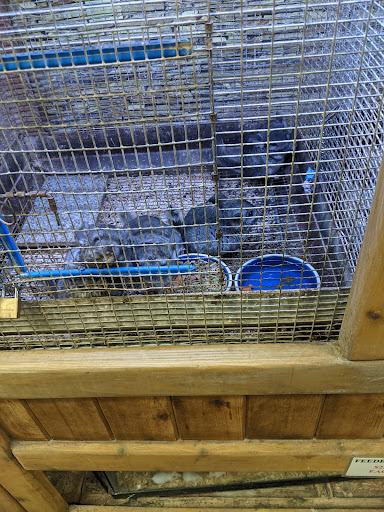 Pet Store «Critter Pet Shop», reviews and photos, 19309 Ecorse Rd, Allen Park, MI 48101, USA