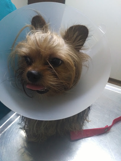 Clínica Veterinaria Nelson Pereira