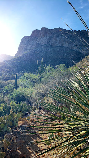 Tourist Attraction «Linda Vista Trail», reviews and photos, 730 E Linda Vista Rd, Oro Valley, AZ 85737, USA
