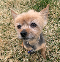 K9 Corral - Photo 7 - Car repair in Fort Collins, CO, Fort Collins