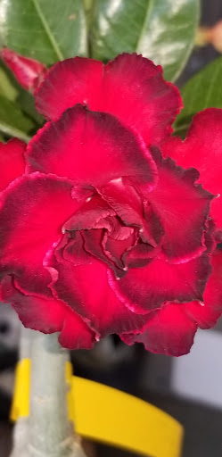 Grocery Store «R-N Market», reviews and photos, 6670 N Cedar Ave, Fresno, CA 93710, USA