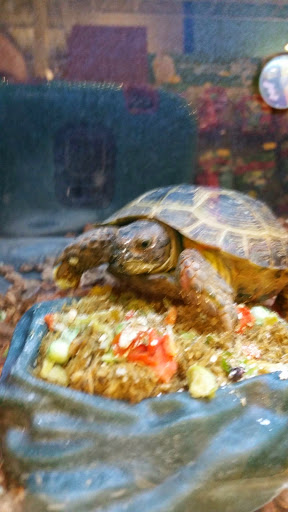 Pet Supply Store «PetSmart», reviews and photos, 5 Main St, East Hartford, CT 06118, USA