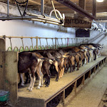 Photo n° 3 de l'avis de Yann.I fait le 21/08/2022 à 15:27 pour FERME DE LA CORRERIE à Aillon-le-Jeune