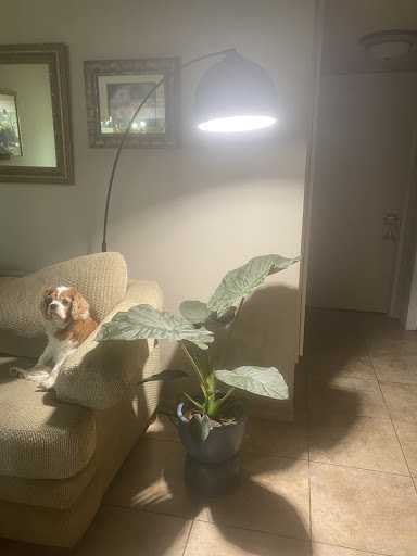 PlanterSam image
