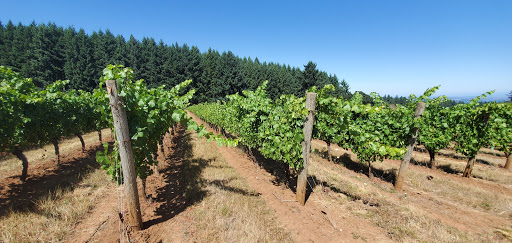 Vineyard «Cubanisimo Vineyards», reviews and photos, 1754 Best Rd NW, Salem, OR 97304, USA