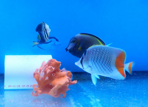 Pet Store «Species Pet Supply», reviews and photos, 1935 W Brandon Blvd, Brandon, FL 33511, USA