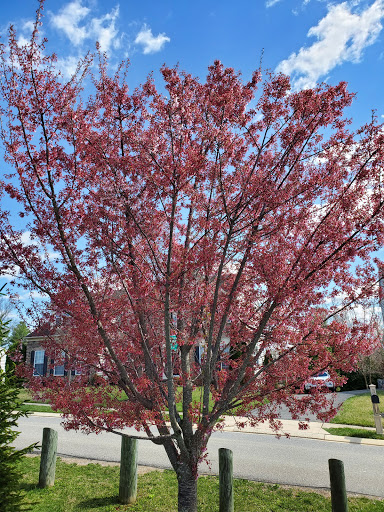 Park «Gough Park», reviews and photos, 9300 Honeygo Blvd, Perry Hall, MD 21128, USA