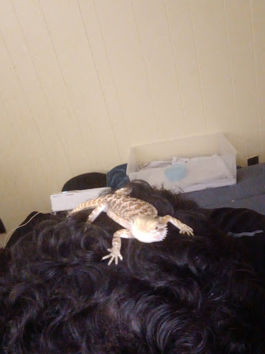 Pet Store «Pets Plus-Reptiles & Exotic», reviews and photos, 421 West Ave, Lockport, NY 14094, USA