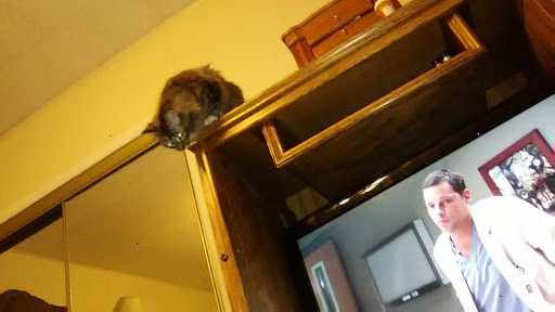 Pet Supply Store «Petco Animal Supplies», reviews and photos, 5239 Harvey St, Norton Shores, MI 49444, USA