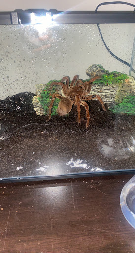 Reptile Store «Reptile Pets Direct», reviews and photos, 8088 Pat Booker Rd, Live Oak, TX 78233, USA