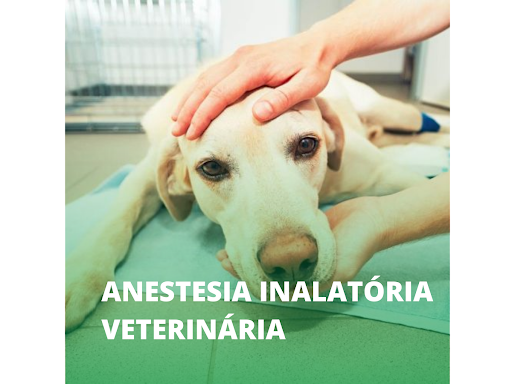 Veterinary Clinic growls and meows em Mogi das Cruzes - SP