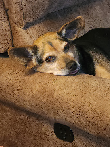 ACE Vet - Animal Care Experts