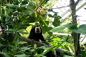 Rainforest Pyramid