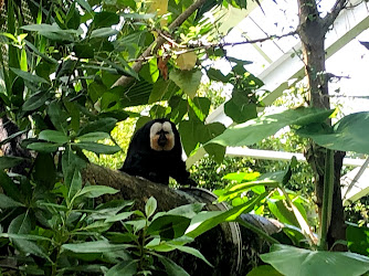 Rainforest Pyramid