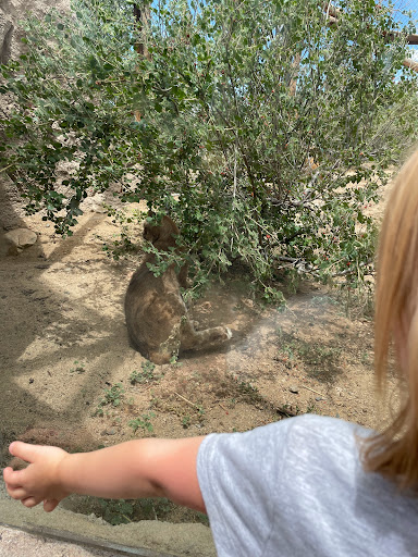 Zoo «Heritage Park Zoological Sanctuary», reviews and photos, 1403 Heritage Park Rd, Prescott, AZ 86301, USA