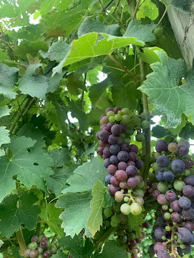 Vineyard «Muse Vineyards», reviews and photos, 16 Serendipity Ln, Woodstock, VA 22664, USA