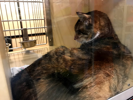 Pet Supply Store «PetSmart», reviews and photos, 400 Universal Dr N, North Haven, CT 06473, USA