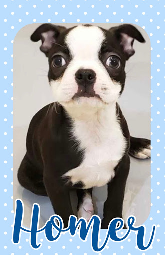 Pet Store «Pet Express», reviews and photos, 100 Independence Way, Danvers, MA 01923, USA