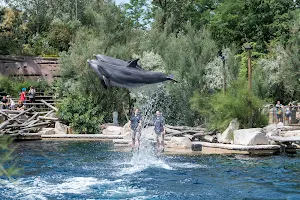 Dolphinarium in the zoo of Nuremberg image