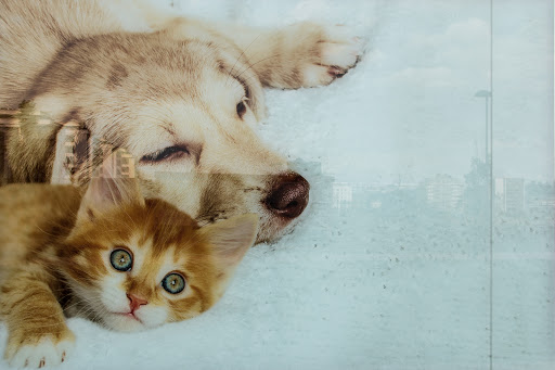 Clínica Veterinaria Katucan en Burlada