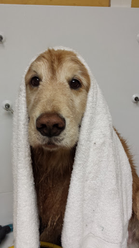 Pet Groomer «One Stop Pet Shop Inc», reviews and photos, 1375 Chestnut St # 103, Emmaus, PA 18049, USA