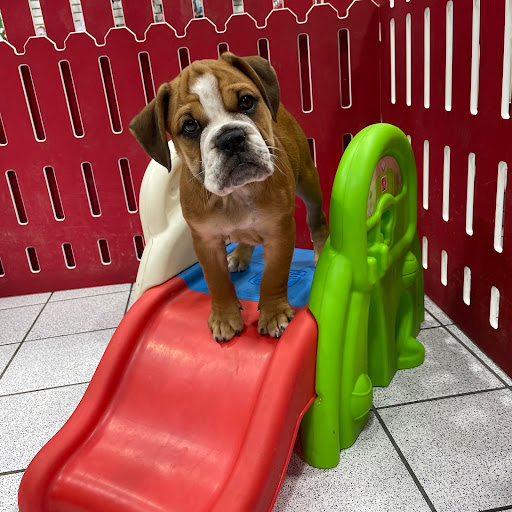 Pet Store «The Family Puppy of Oakland Mall», reviews and photos, 528 W 14 Mile Rd, Troy, MI 48083, USA