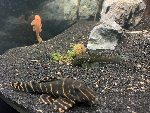 Pet Store «Pet Junction», reviews and photos, 146 NH-108, Dover, NH 03820, USA