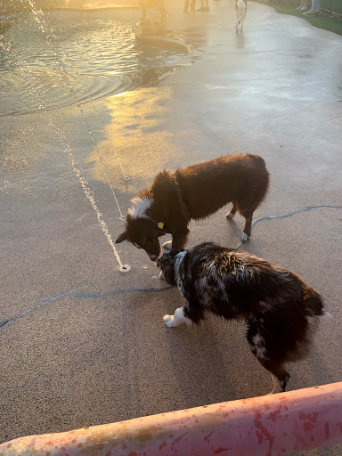 Veterinarian «PetCoral Resort and Veterinary», reviews and photos, 924 Del Prado Blvd, Cape Coral, FL 33990, USA