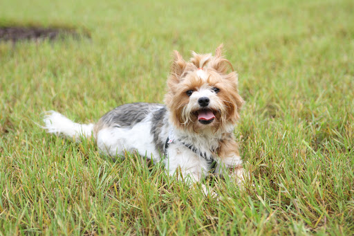 Kellogg Pet Medical Center