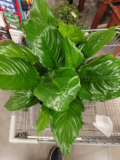 Shopping Mall «Riverdale Plaza Shopping Center», reviews and photos, 1044 W Mercury Blvd, Hampton, VA 23666, USA