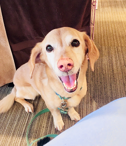 PETS Referral Center image