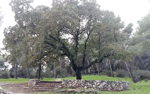 Beit Keshet Forest image
