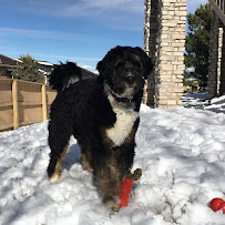 Zoomies Pet Care, LLC - Photo 6 - Car repair in , Lakewood