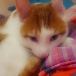 Photo n° 1 de l'avis de le.a fait le 26/01/2024 à 13:59 pour Vetmedica à Ingwiller