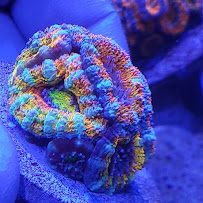 Majestic aquarium services - Photo 7 - Car repair in Garden Grove, CA, Anaheim