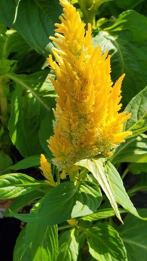 Home Improvement Store «The Home Depot», reviews and photos, 1600 Gadsden Hwy, Trussville, AL 35173, USA