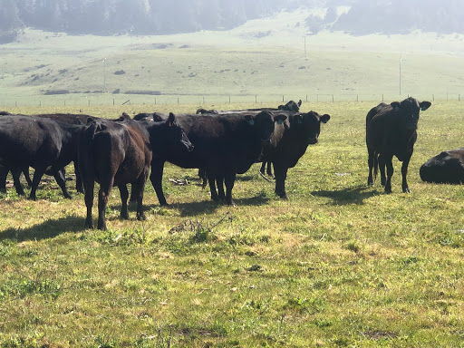 Stable «Ross Ranch», reviews and photos, 28300 Philo Greenwood Rd, Elk, CA 95432, USA