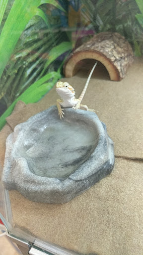 Pet Store «PetSmart», reviews and photos, 17150 Ventura Blvd, Encino, CA 91316, USA