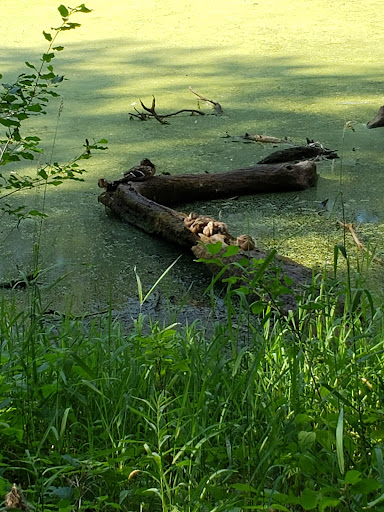 Park «Silver Lake Beach Park», reviews and photos, 4305 NE Stinson Blvd, Columbia Heights, MN 55421, USA