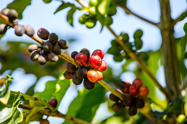 Café Abraço
