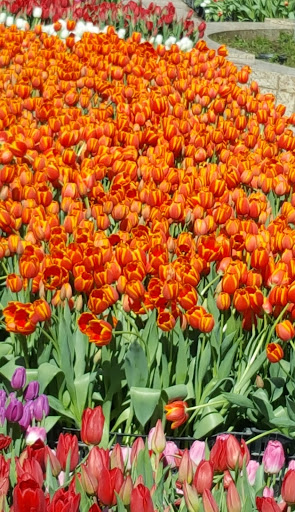 Shopping Mall «Union Square, San Francisco», reviews and photos, 333 Post St, San Francisco, CA 94108, USA