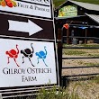 Gilroy Ostrich Farm