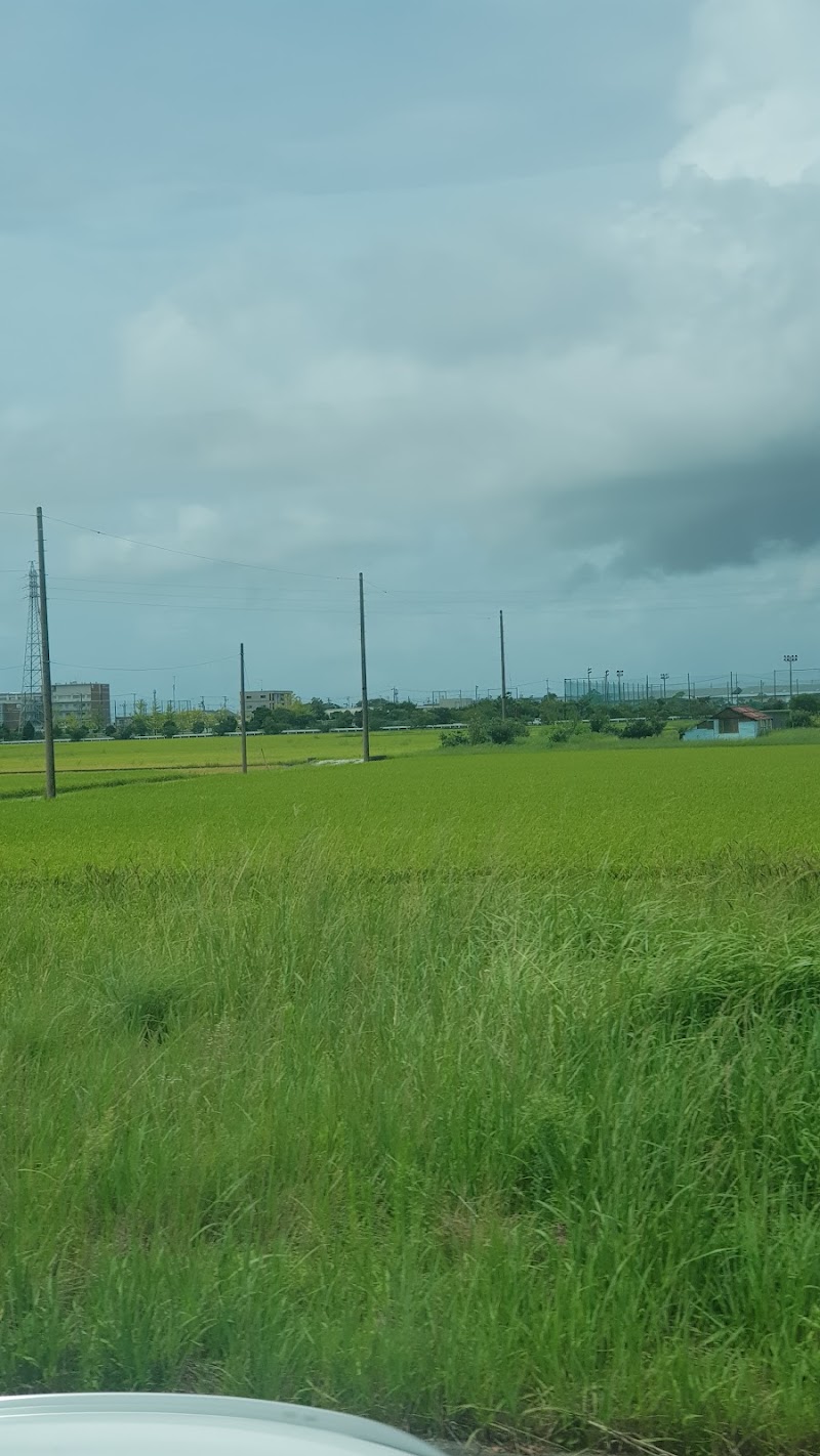 Iwata Rice Field