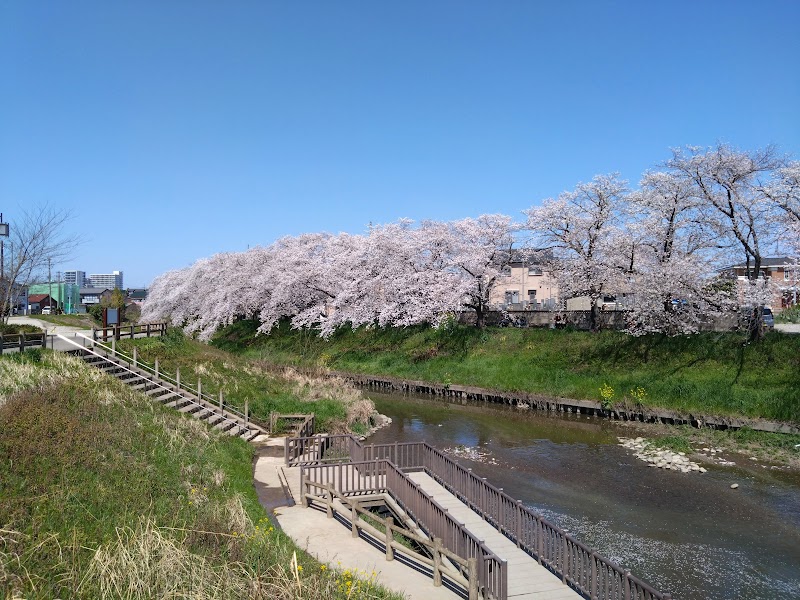 岩倉五条川の桜並木