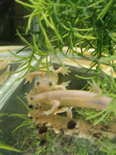 Pet Store «CUSTOM CREATURES PET SHOP», reviews and photos, 10727 N 19th Ave, Phoenix, AZ 85029, USA