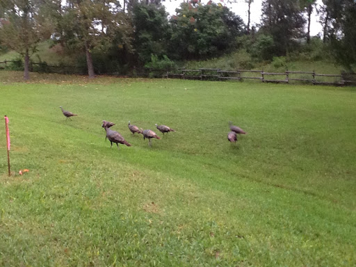 Golf Course «Tranquilo Golf Club at Four Seasons Resort Orlando», reviews and photos, 3451 Golf View Dr, Lake Buena Vista, FL 32830, USA