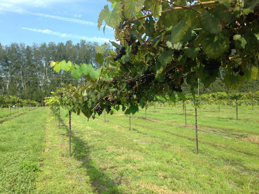 Winery «Summer Crush Vineyard & Winery», reviews and photos, 4200 Johnston Rd, Fort Pierce, FL 34951, USA